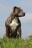 AMSTAFF ADULT 408